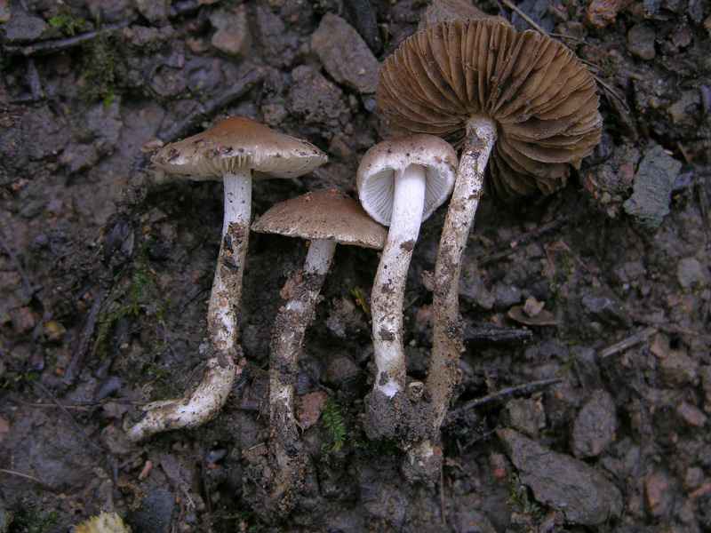 Sono in crisi...(cfr. Inocybe sp.)